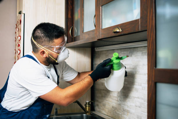 Best Pest Control Near Me  in Elm Springs, AR