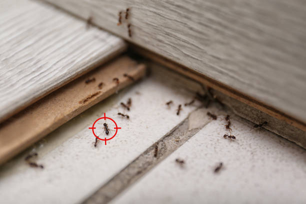 Best Emergency Pest Control  in Elm Springs, AR