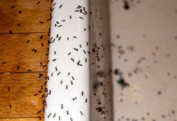 Best Local Pest Control Services  in Elm Springs, AR