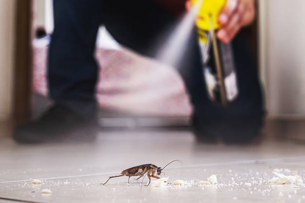Best Exterminator Services  in Elm Springs, AR